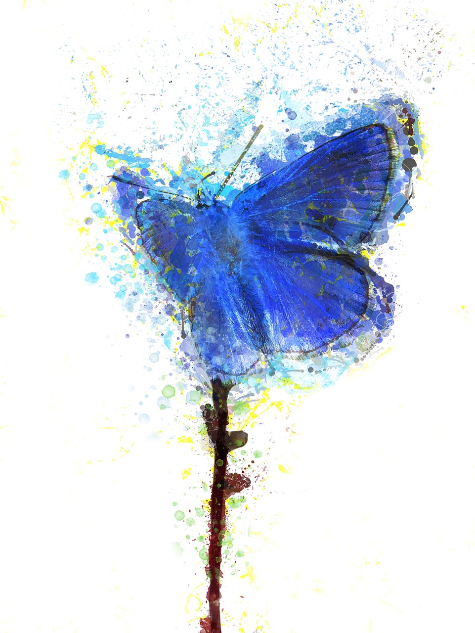 butterfly, blue, insect